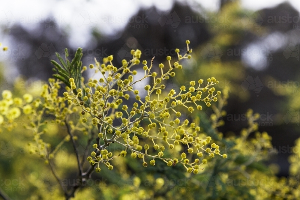 Flowering Wattle Tree - Australian Stock Image