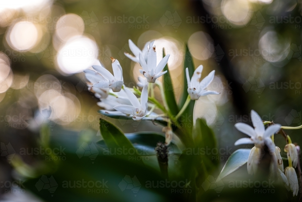 Flowering white orchid in rainforest tree - Australian Stock Image
