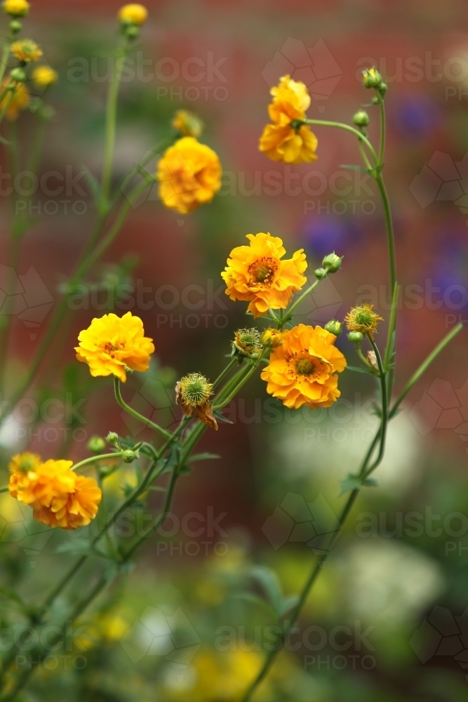 Flowers at an open garden - Australian Stock Image