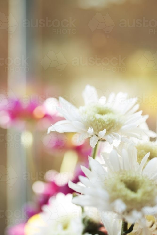 Flowers by the Window - Australian Stock Image