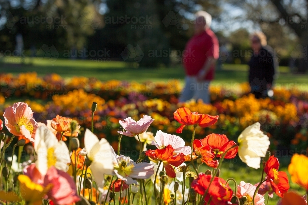 Flowers in a garden with couple walking in background - Australian Stock Image