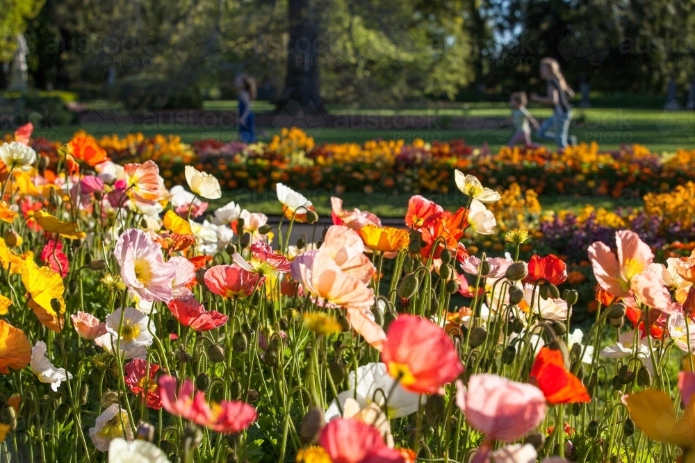 Flowers in botanical garden with children running in background - Australian Stock Image