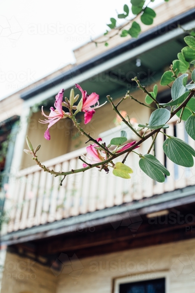 Flowers in front of terrace home with balcony - Australian Stock Image
