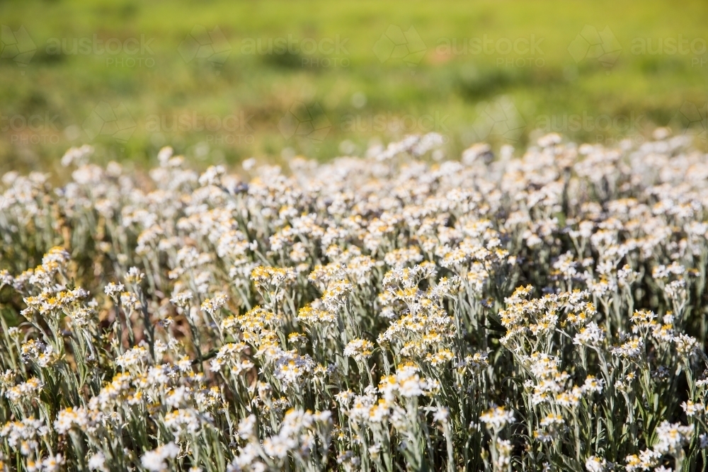 Flowers in paddock - Australian Stock Image