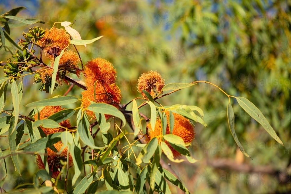 Flowers of the north Australian Darwin Wollybutt - Australian Stock Image