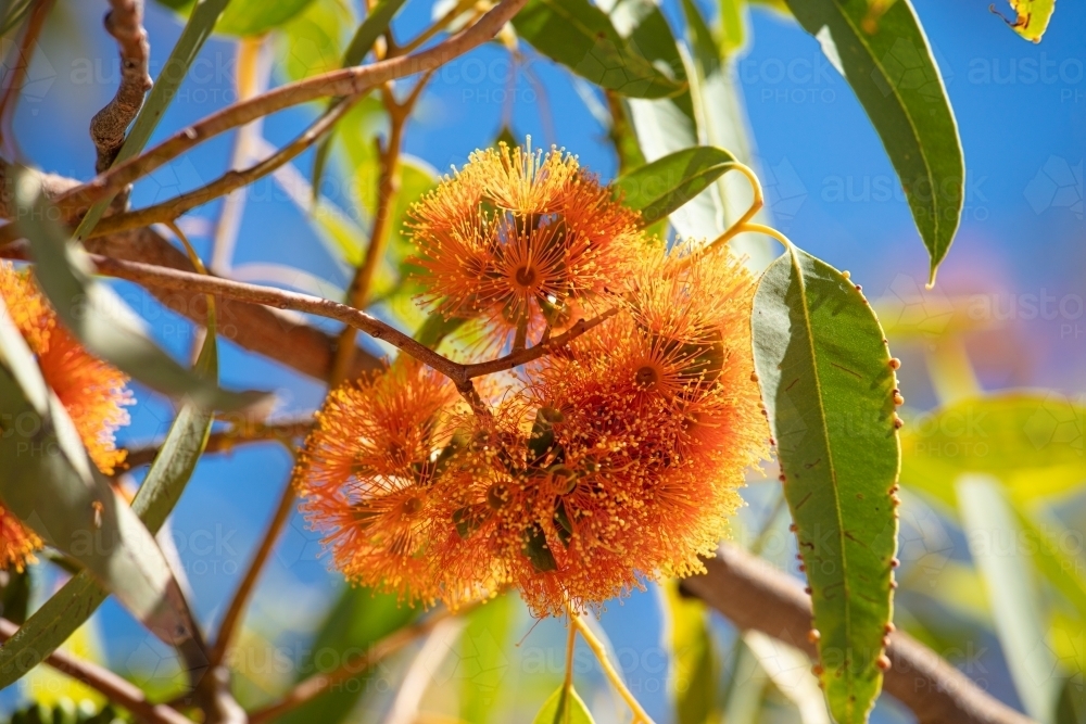 Flowers of the north Australian Darwin Wollybutt - Australian Stock Image