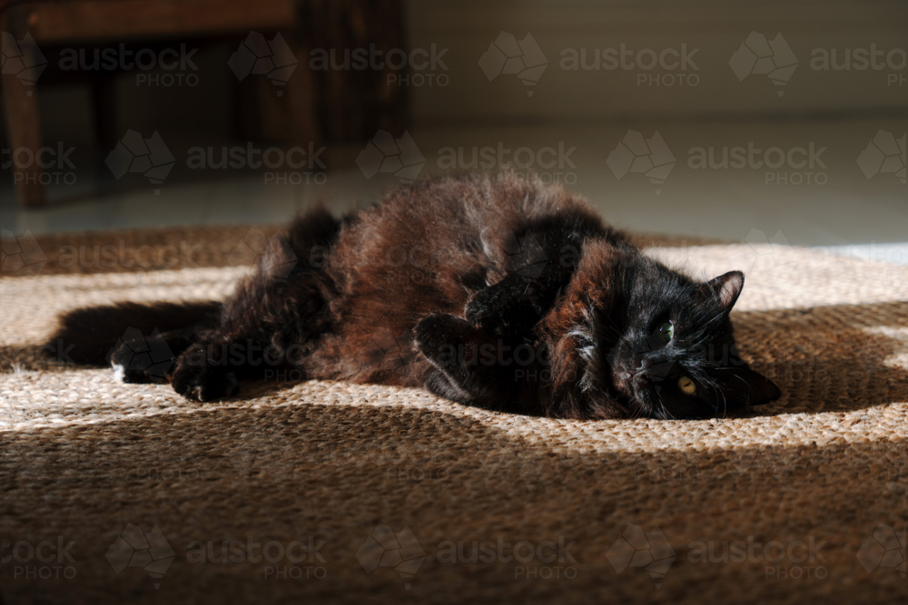 Fluffy black cat lying on rug in sunlight - Australian Stock Image