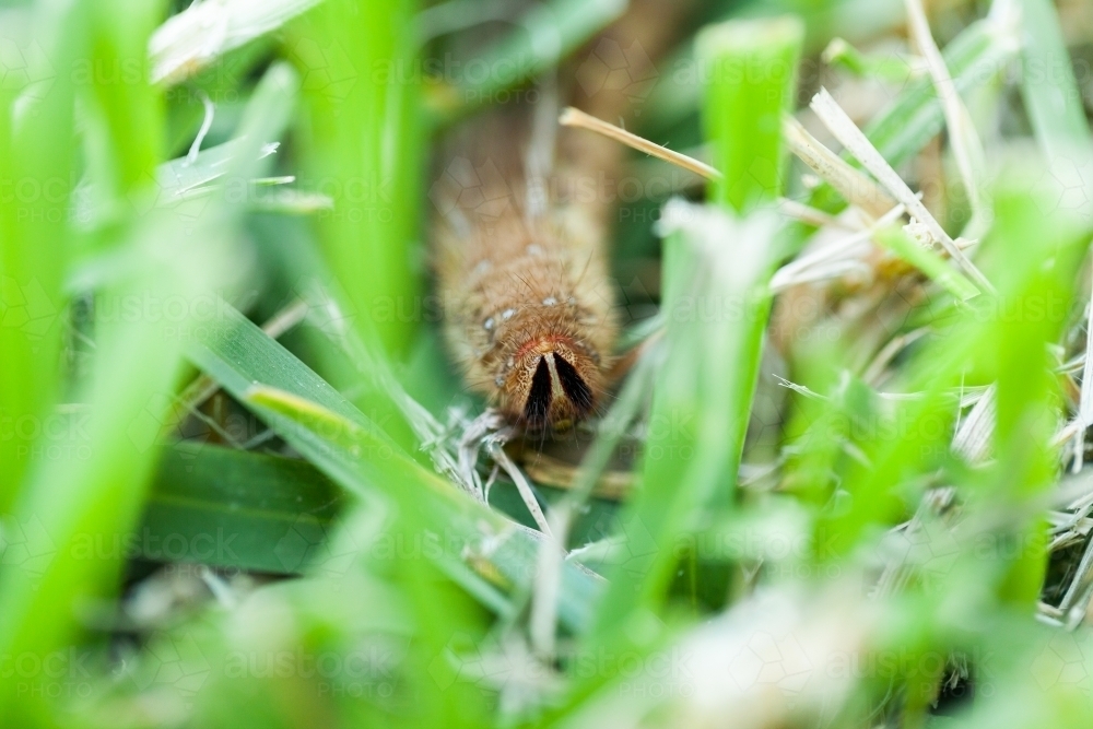 fluffy brown caterpillar crawling through grass - Australian Stock Image