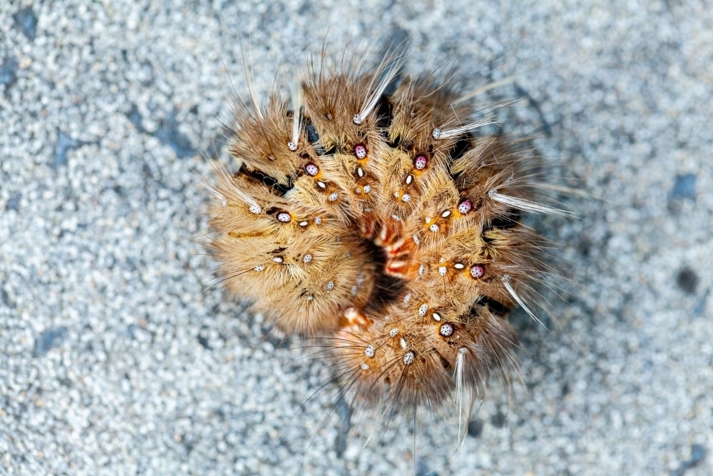 Fluffy brown caterpillar curled up hiding away - Australian Stock Image