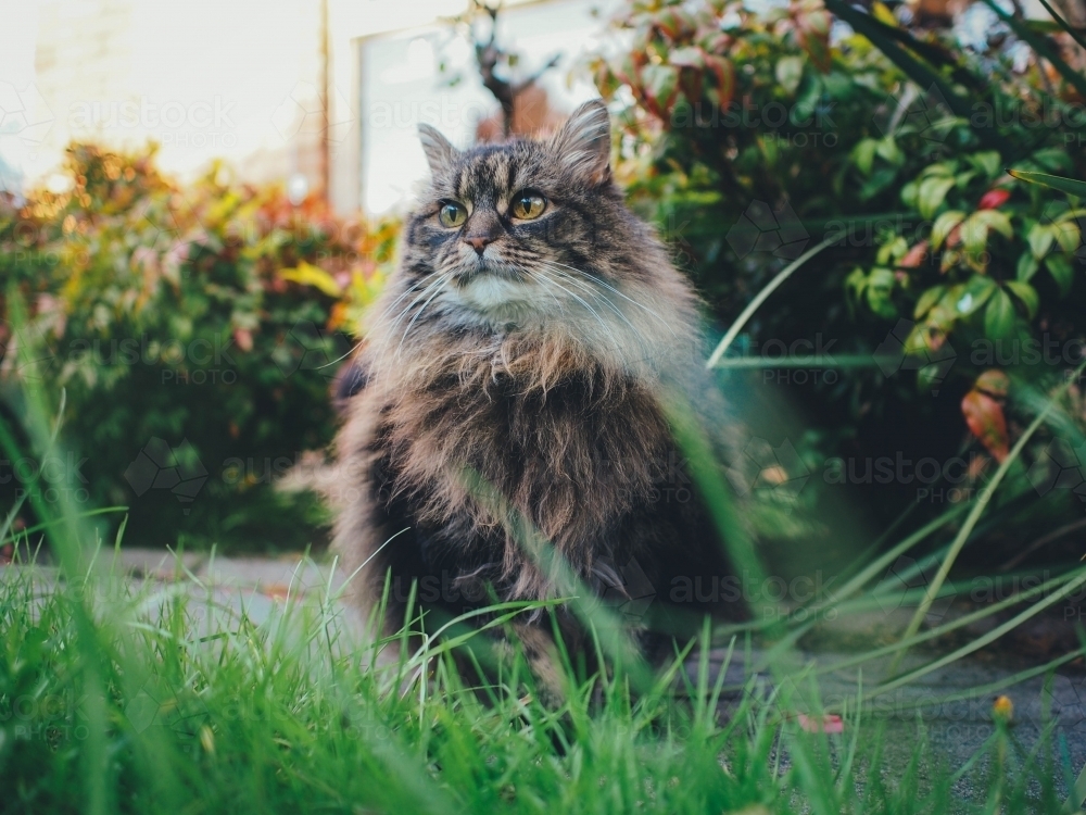 Fluffy cat in the garden - Australian Stock Image