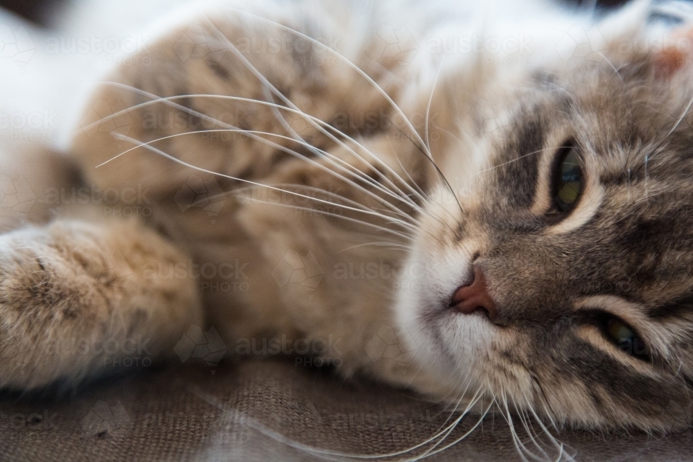 Fluffy cat lying down - Australian Stock Image