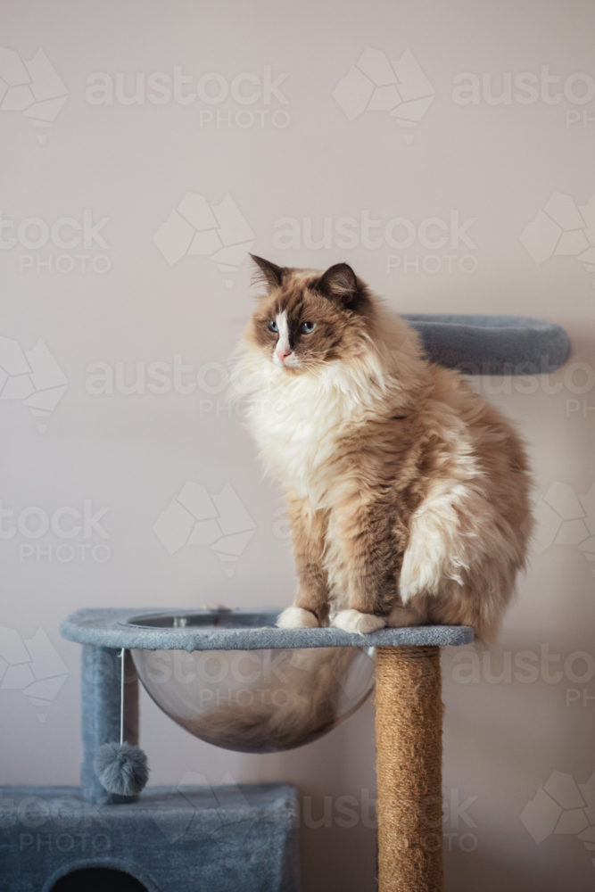 fluffy cat on cat tree - Australian Stock Image