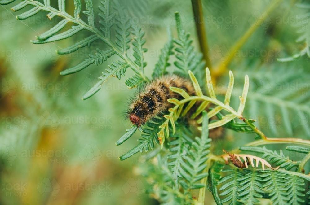 Fluffy Caterpillar sitting on a fern - Australian Stock Image