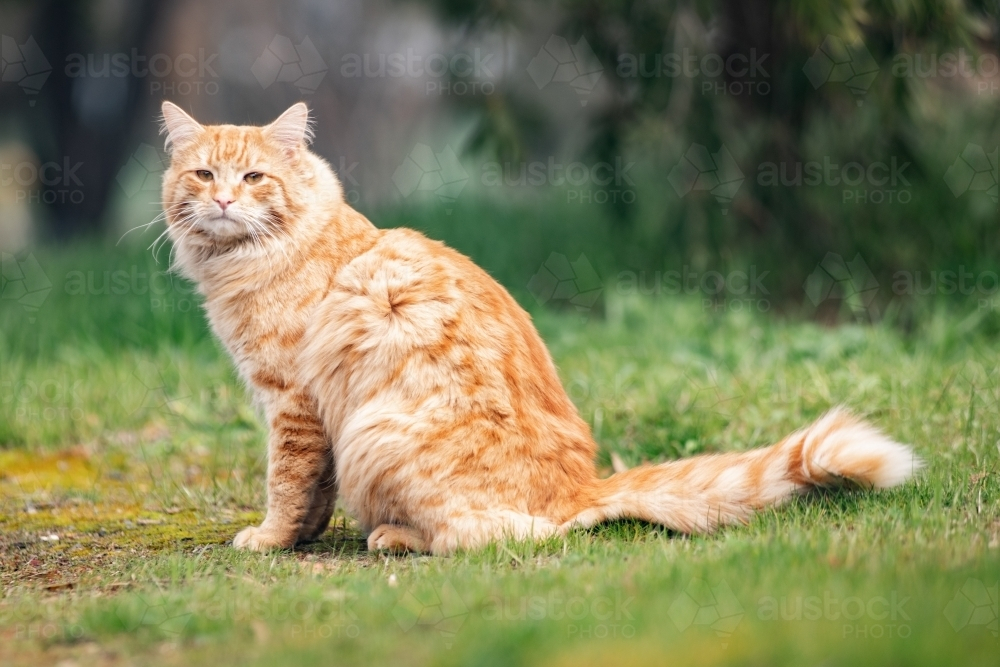 Fluffy ginger cat sitting on the grass outdoors - Australian Stock Image
