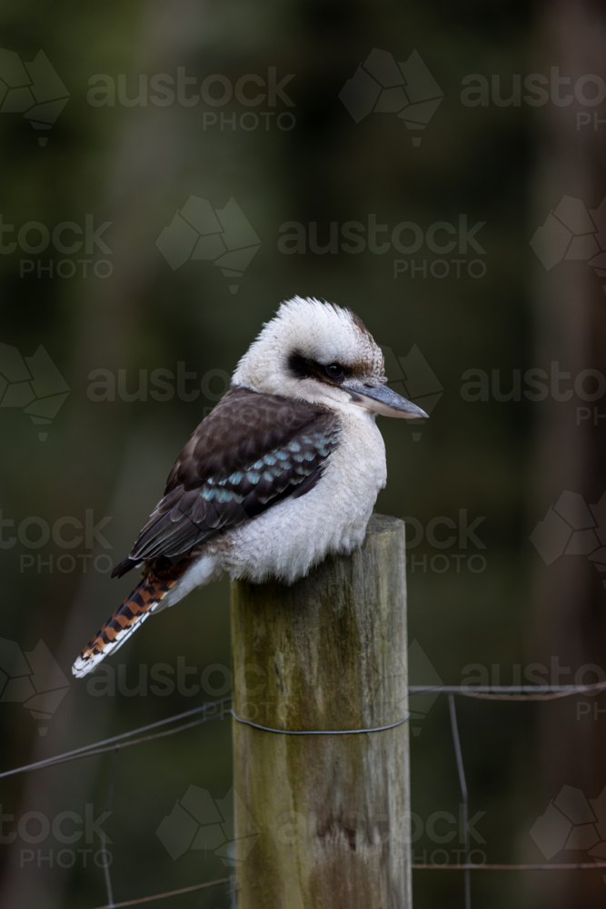 Fluffy Kookaburra on a pole - Australian Stock Image