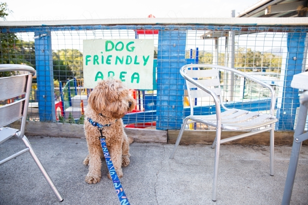 Labradoodle cafe sales