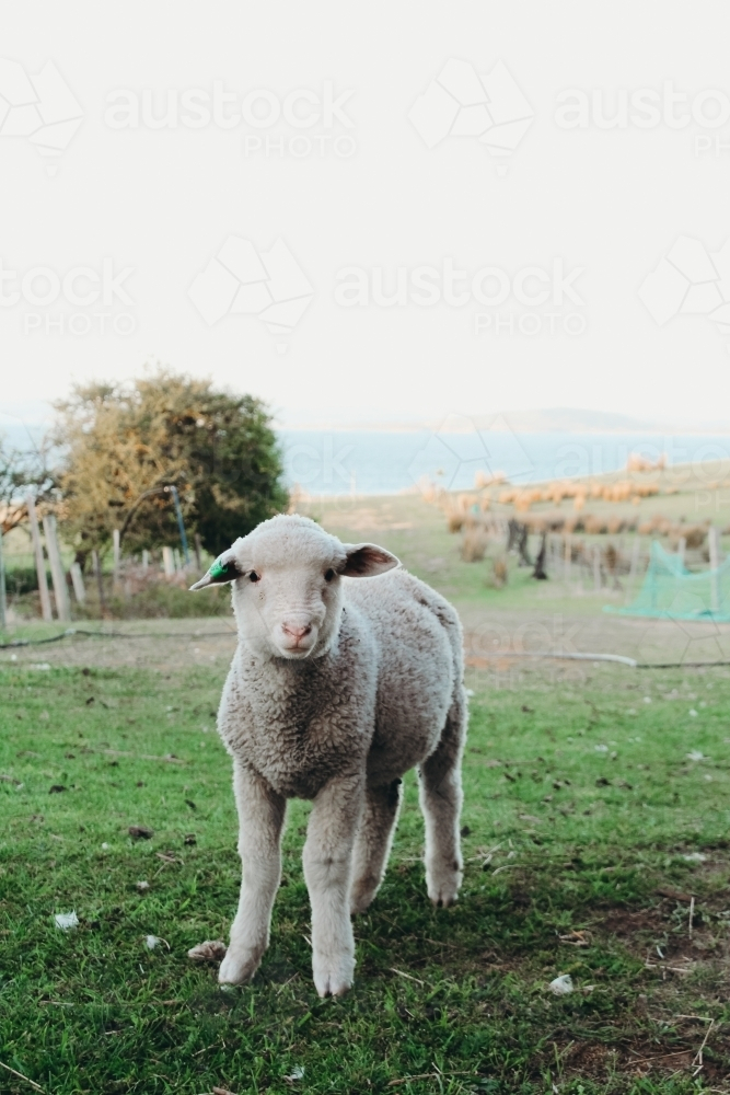 Fluffy lamb on Tasmanian farm - Australian Stock Image