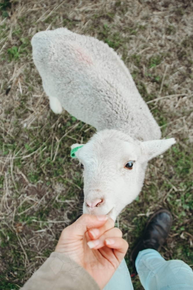 fluffy lamb sucking on finger - Australian Stock Image