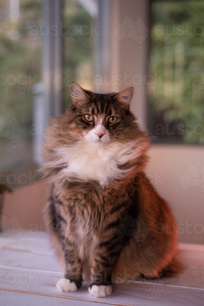 fluffy long haired cat - Australian Stock Image