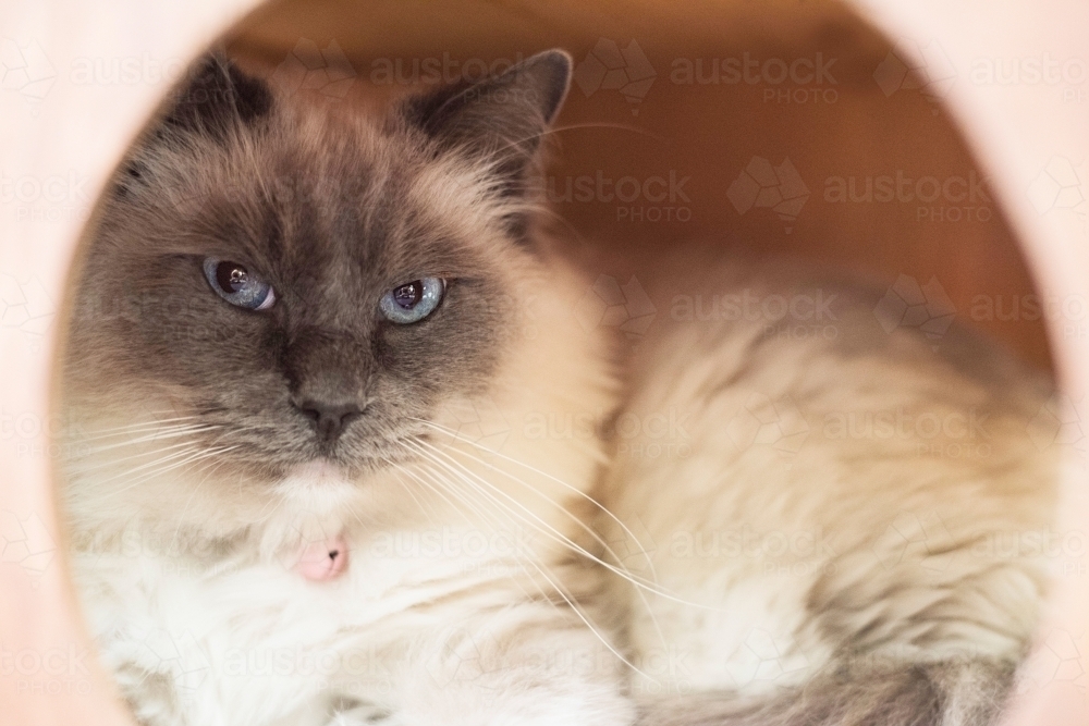 Fluffy pedigree cat looking at camera from a cat box - Australian Stock Image