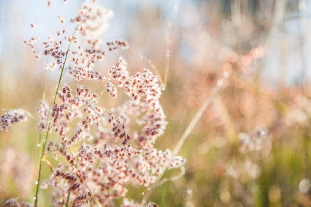 Fluffy pink grass covered in dew in the morning light - Australian Stock Image