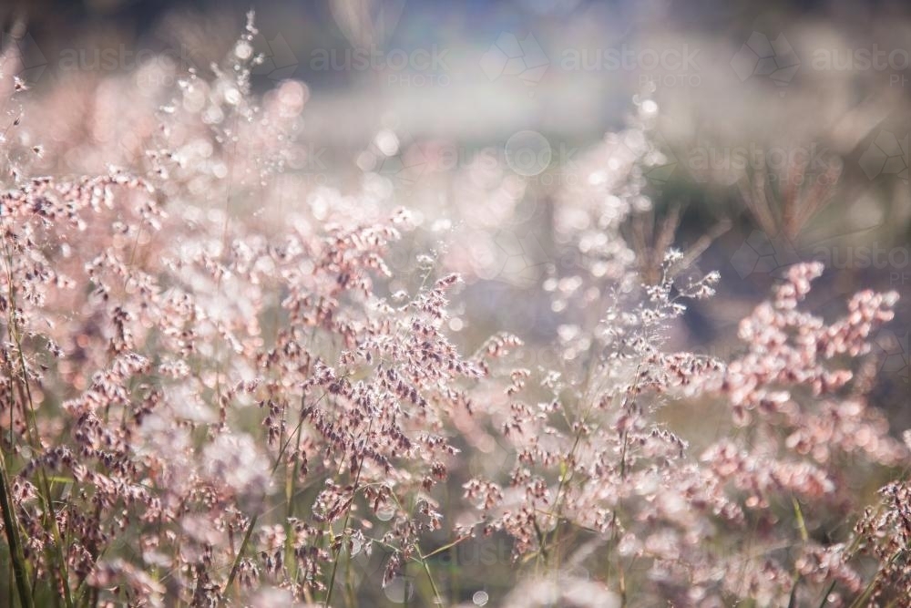 Fluffy pink grass covered in dew in the morning light - Australian Stock Image