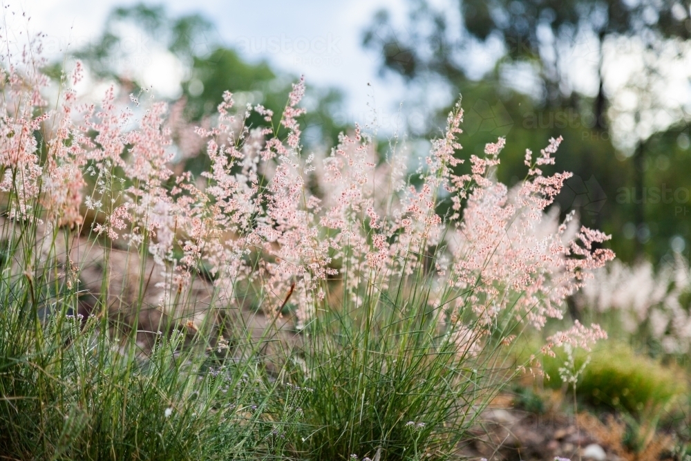 Fluffy pink grass growing on a hillside - Australian Stock Image