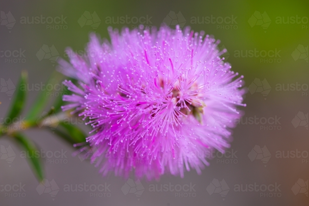 fluffy purple flower of paperbark tree with blurry background - Australian Stock Image