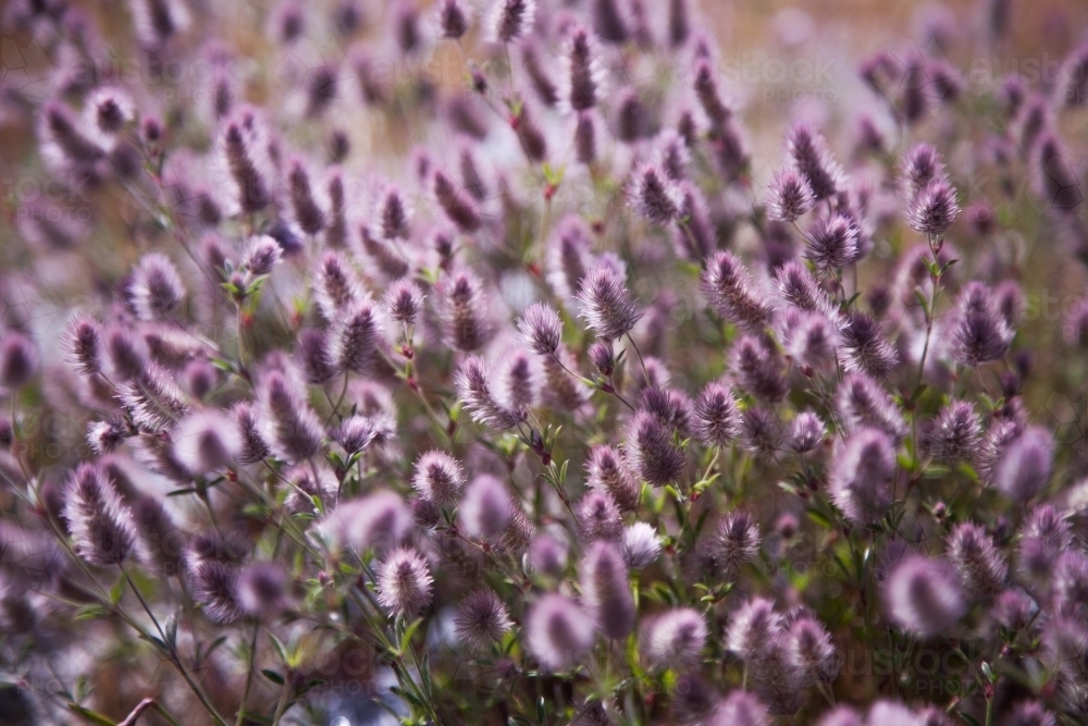 Fluffy purple flowers growing wild - Australian Stock Image