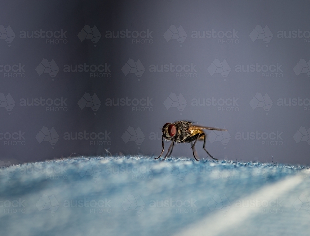 Fly on Denim, Macro - Australian Stock Image