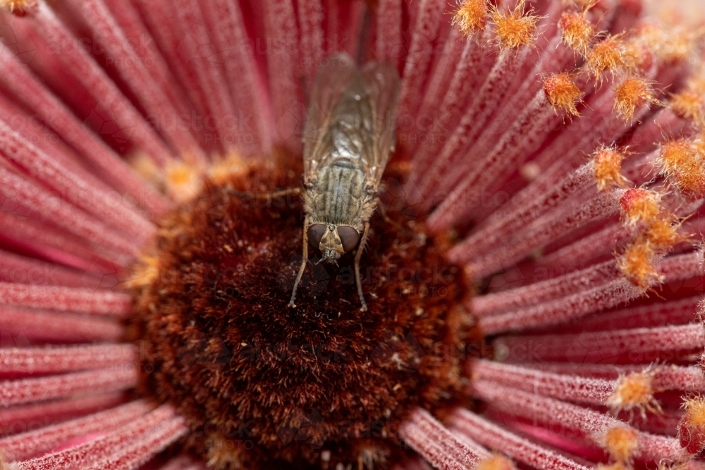 fly sitting on banksia flower - Australian Stock Image