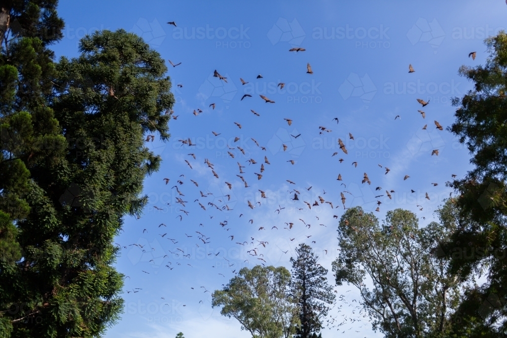 Flying fox bats in sky above Burdekin Park in Singleton - Australian Stock Image