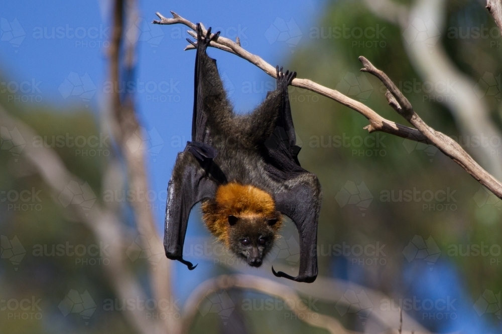 Flying Fox Hanging in a Tree - Australian Stock Image