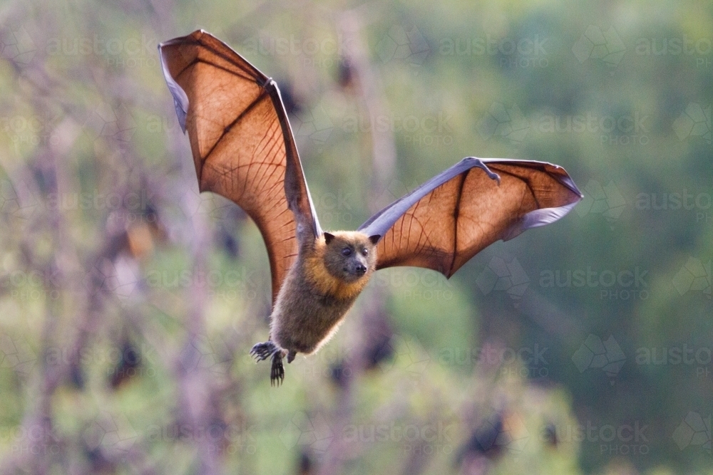 Image of Flying Fox or Fruit Bat in Mid Flight - Austockphoto