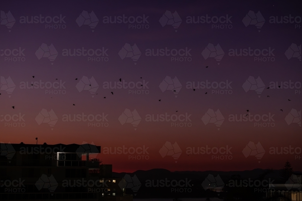 Flying foxes flying over the Port Macquarie skyline in the evening - Australian Stock Image