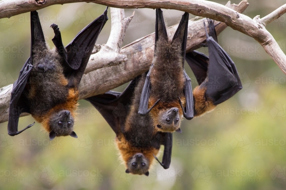Flying Foxes Hanging Upside Down - Australian Stock Image