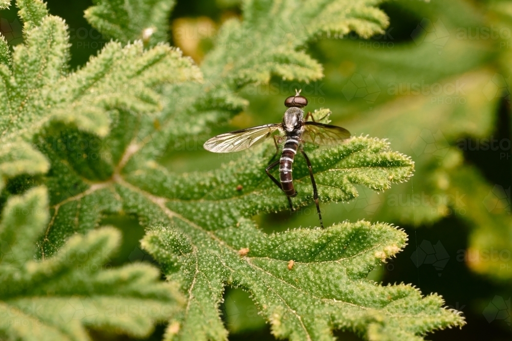 Flying Insect on Green Leaf - Australian Stock Image