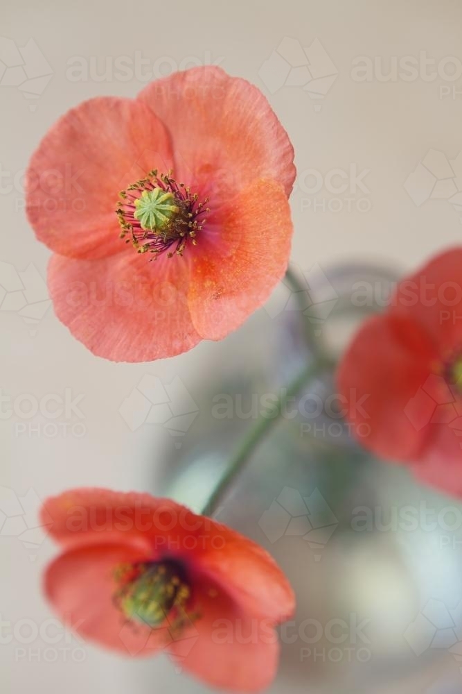 Focus on one red poppy with blurred bottle below - Australian Stock Image