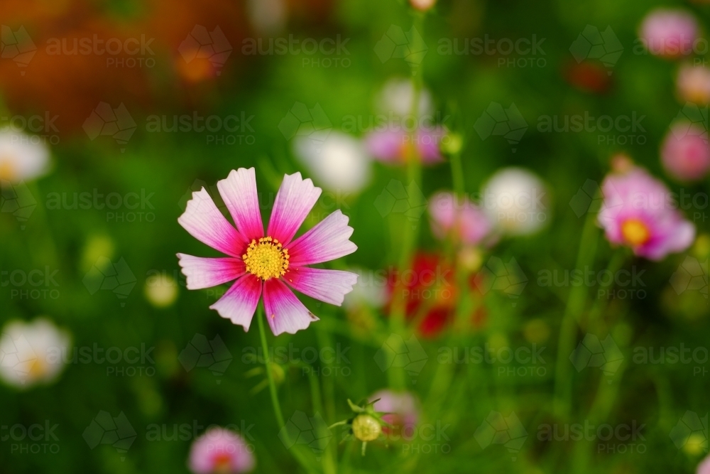 Focus on single, pink and yellow edible flower - Australian Stock Image