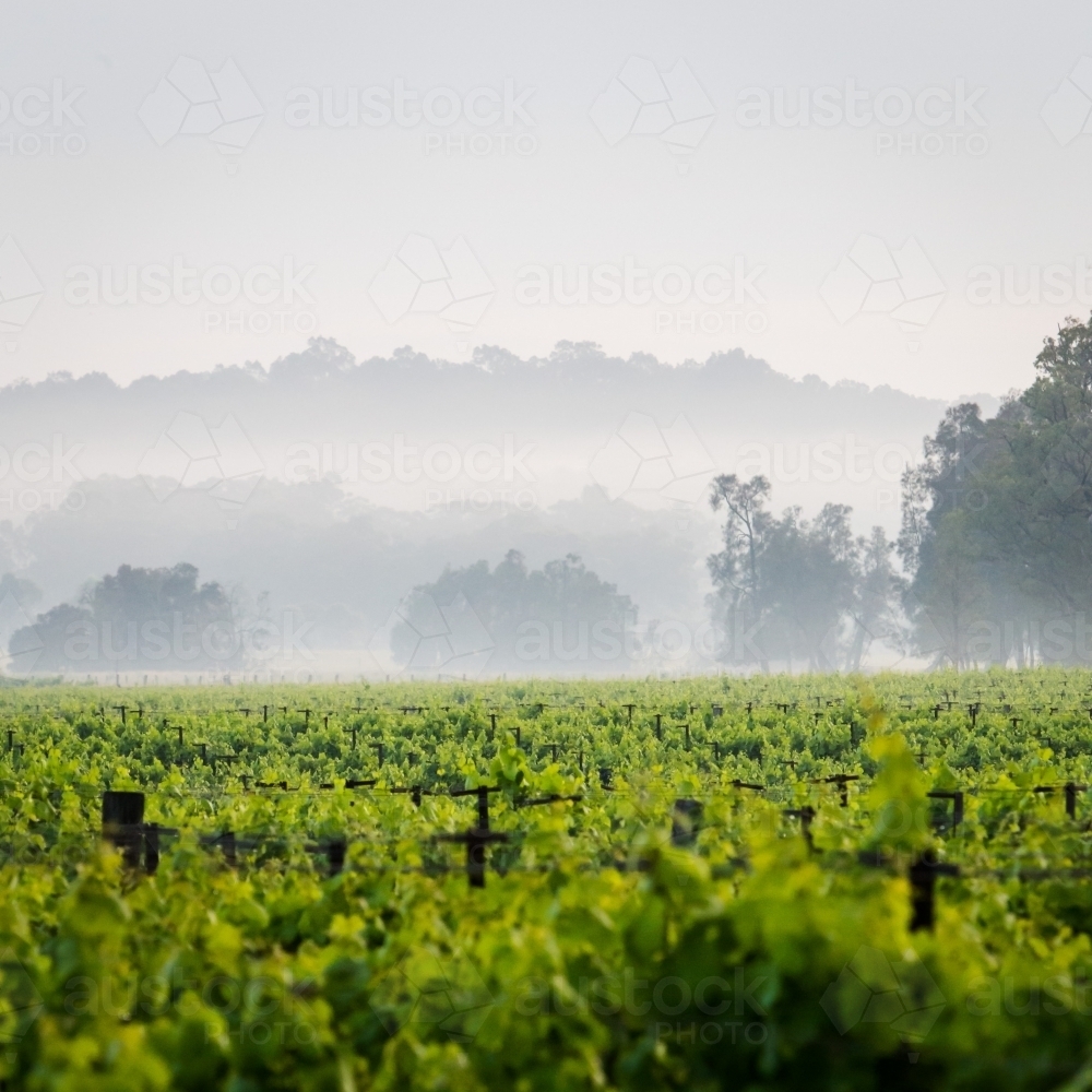 Fog across vineyard - Australian Stock Image
