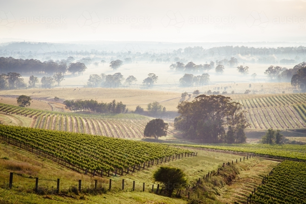 Fog across vineyards - Australian Stock Image