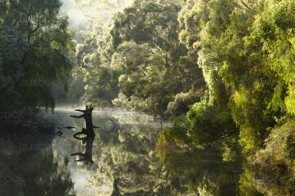 Fog and reflections on the Warren River, Western Australia. - Australian Stock Image