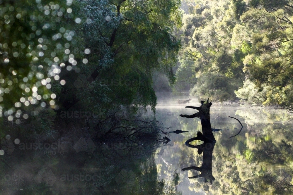 Fog on the Warren River, Western Australia. - Australian Stock Image