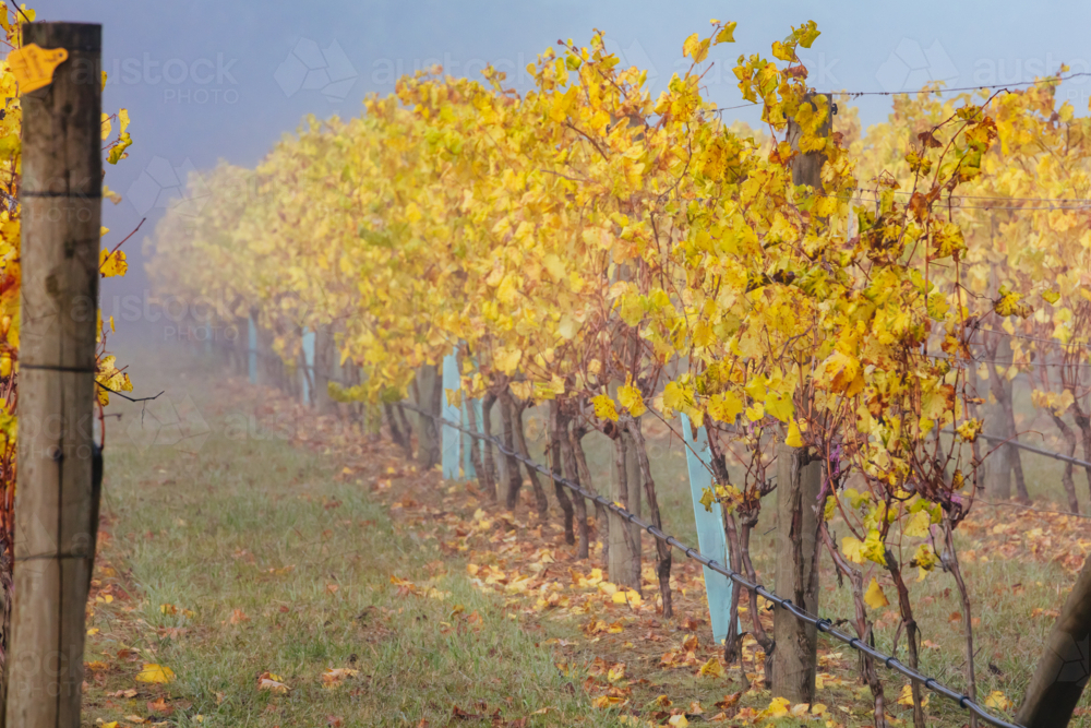 fog over autumn coloure vines in the Yarra Valley near Yarra Glen, Victoria, Australia - Australian Stock Image