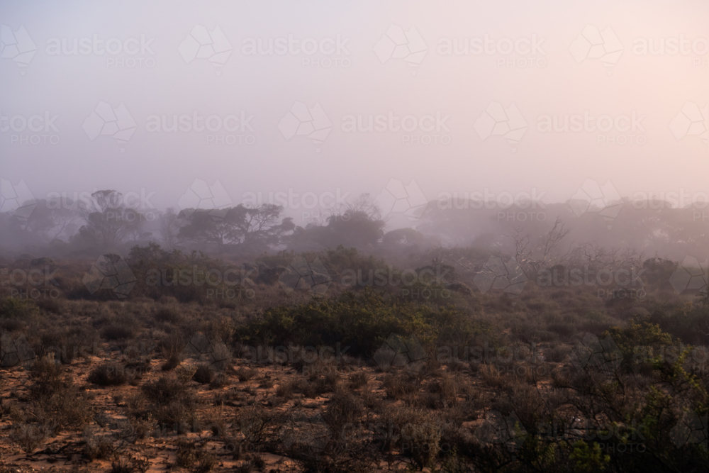 Fog shrouded bush, Nullarbor Plain, South Australia - Australian Stock Image