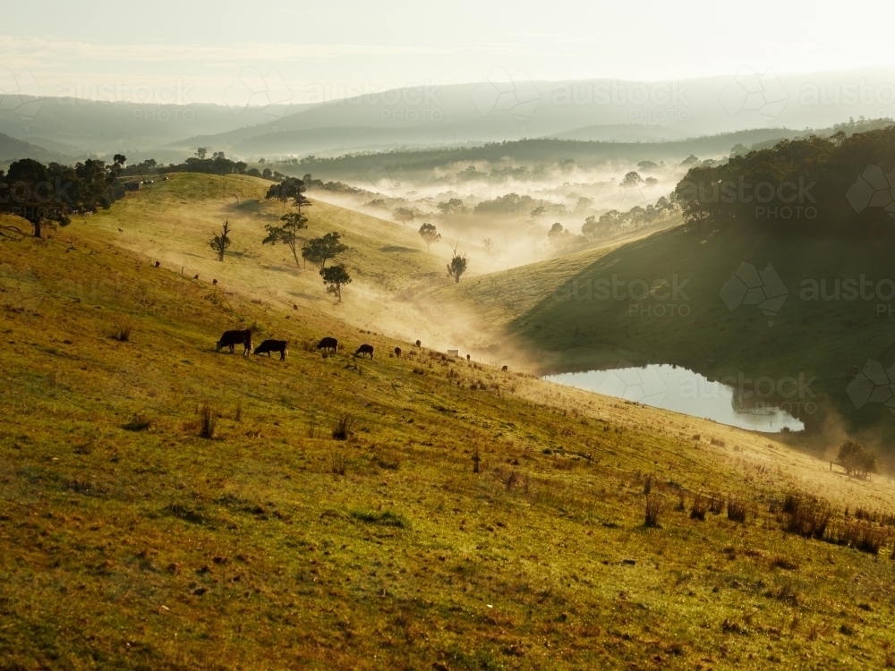 Foggy Countryside in Strathewen - Australian Stock Image