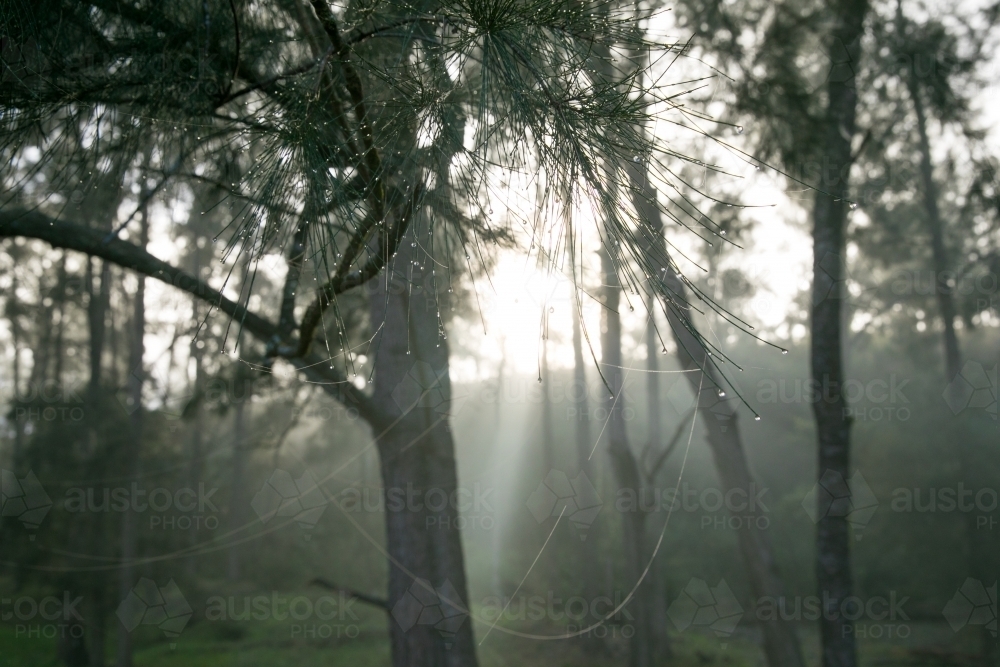 Foggy damp morning at the farm - dew on pine needles - Australian Stock Image