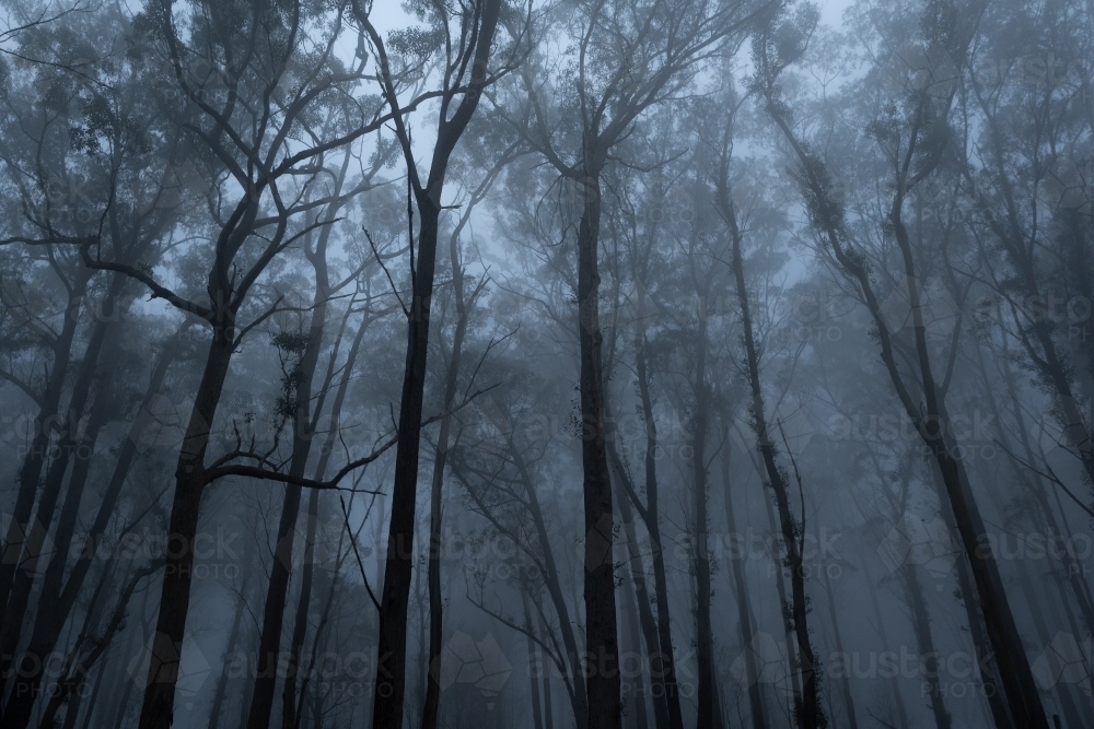 Foggy dense rainforest - Australian Stock Image