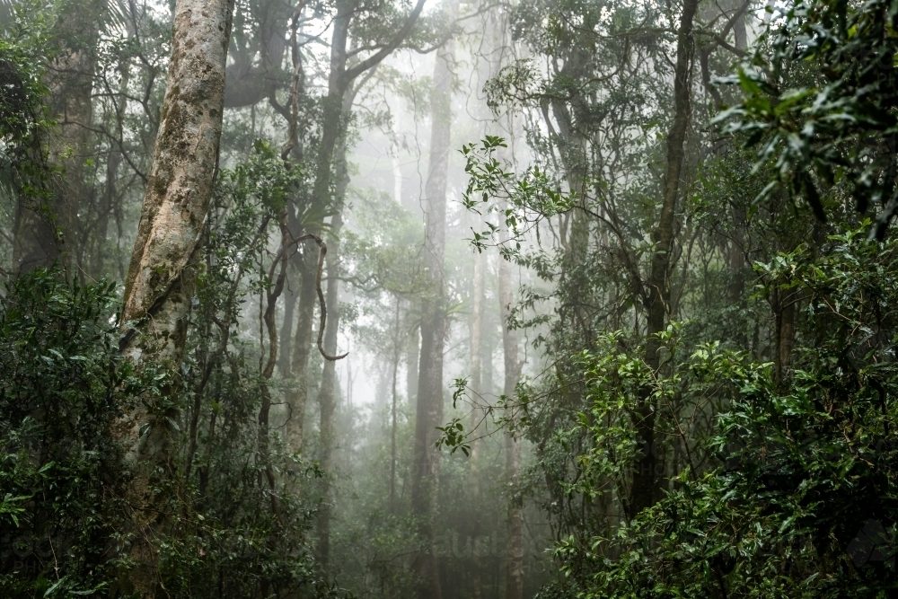 Foggy dense rainforest - Australian Stock Image
