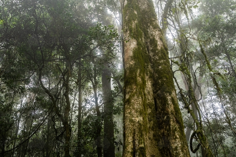 Foggy dense rainforest - Australian Stock Image
